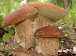 Raccolta Funghi